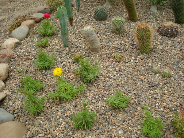 Mini cacti garden
Ключевые слова: Mini cacti garden