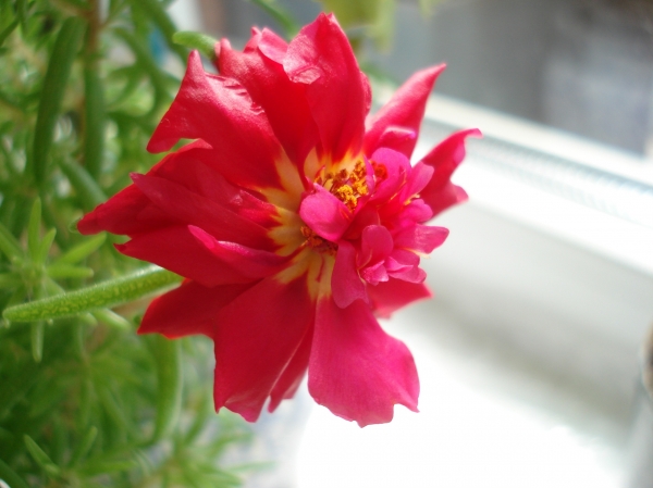 Portulaca grandiflora
Ключевые слова: Portulaca grandiflora