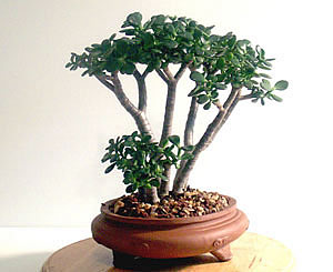 Фото бонсай из Красссулы овальной (Crassula ovata)