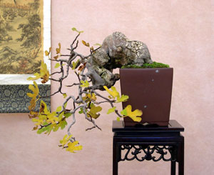 Фото бонсай из Фикуса карики, или фигового дерева