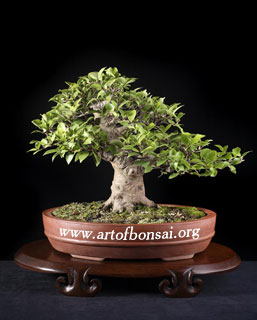 Фото Бонсай из Фикуса мелкоплодного (Ficus_microcarpa)