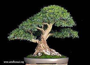 Бонсай из Фикуса иволистного (Ficus salicifolia)