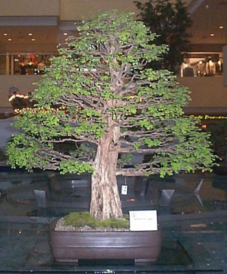 Фото бонсай из Кампешевого дерева (Haematoxylum campechianum)