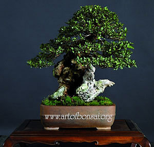 Фото Бонсай из Мирта обыкновенного (Myrtus communis)