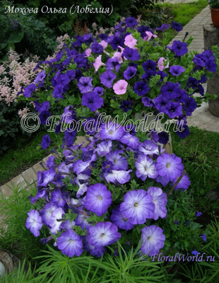 Petunia Multiflora Blue Morn Merlin