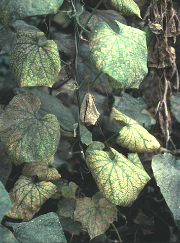 Фото пораженного растения мозаикой
