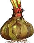 Изображение пораженной луковицы красным ожогом или стагоноспорозом