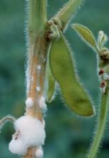 Фото пораженного растения белой гнилью
