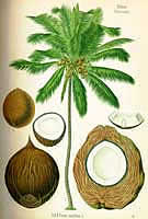 Фото Кокосовой пальмы