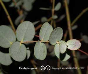 молодые листья Эвкалипта Гунна (Eucalyptus gunnii)