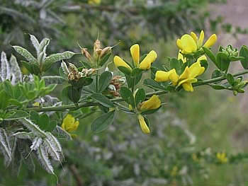 Ракитник монпелийский 
  (Cytisus monspessulanus)или Дрок монпелийский (Genista monspessulana)