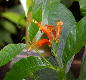 Фото Геснерии вздутой (Gesneria ventricosa)