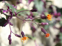 Фото цветков Гинуры оранжевой