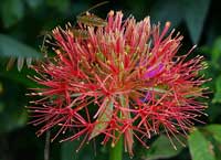 фото Гемантуса многоцветкового