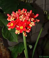 Фото цветка Ятрофы подагрической