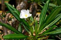 цветок Пахиподиума Ламера разн. ветвистый