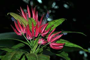 Павония многоцветковая (Pavonia multiflora)