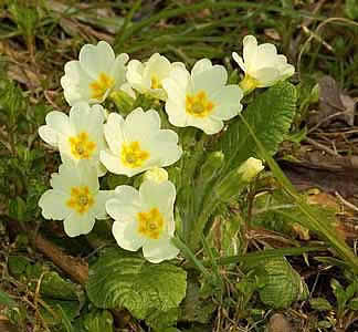 Первоцвет бестебельнный (Primula acaulis