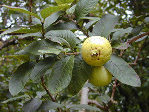 Псидиум гуайява (Psidium guajava)