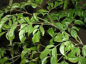 Радермахера китайская (Radermachera sinica)