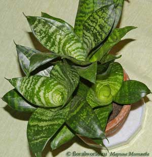 фото Сансевиерии трехполосой сорт Hahnii (Sansevieria trifasciata 'Hahnii')