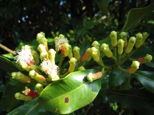 Фото Сизигиума ароматного, или Гвоздичного дерева (Syzygium aromaticum)