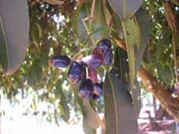 Фото плодов Сизигиума тминного