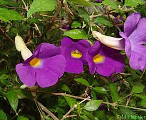 Фото Тунбергии прямостоячей (Thunbergia erecta)