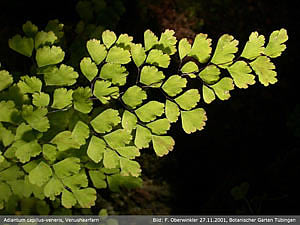 Фото Адинатума венерин волос (Adiantum capillus-veneris)