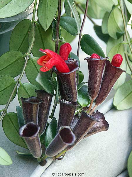Эсхинантус — Aeschynanthus описание и уход на FloralWorld.ru Эсхинантус — Aeschynanthus Описание И Уход На Floralworld.Ru