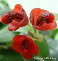 цветы Эсхинантуса трехцветного