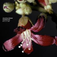 Фото цветка аверойи билиби