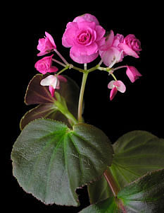 Фото Бегонии всегдацветущей (Begonia semperflorens 'Doublet Rose'