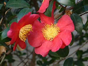 Фото Камелии горной (Camellia sasanqua)