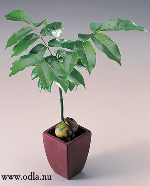 Кастаноспермум (Каштаноспермум) австралийский (Castanospermum australe)