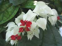 Фото цветов Клеродендрума Томсона