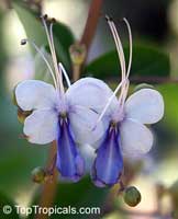 Фото цветков Клеродендрума угандийского