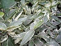 Фото Фикуса укореняющегося форма variegata