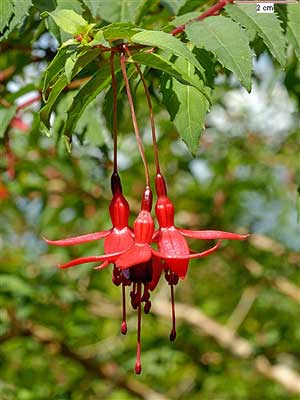 Фуксия магеланская (Fuchsia magellanica)