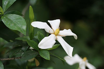 Фото Гардении жасминовидной (Gardenia jasminoides)
