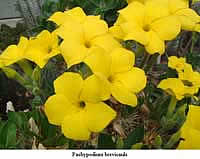 Фото цветов Пахиподиума короткостебельного