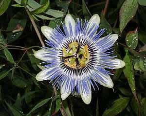 Цветок кавалерийская звезда фото