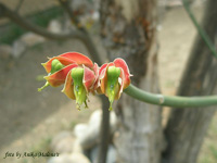 цветы Педилантуса коалкоманенского