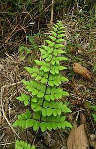 Фото Пеллеи зеленой (Pellaea viridis)