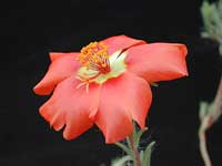 Фото цветка Портулака крупноцветкового