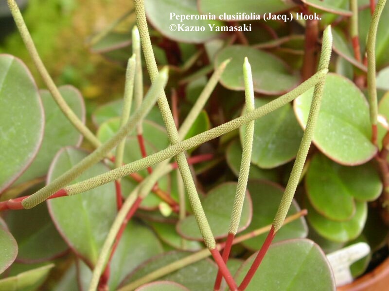 Имеет округлые листья. Пеперомия Вьюн. Пеперомия albovittata. Peperomia clusiifolia. Пеперомия pereskiifolia.