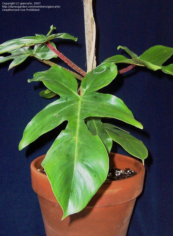 Filodendron Philodendron Opisanie I Uhod Na Floralworld Ru