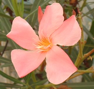 Nerium oleander 'Splendens' уход (почву, удобрение, обрезка) - PictureThis