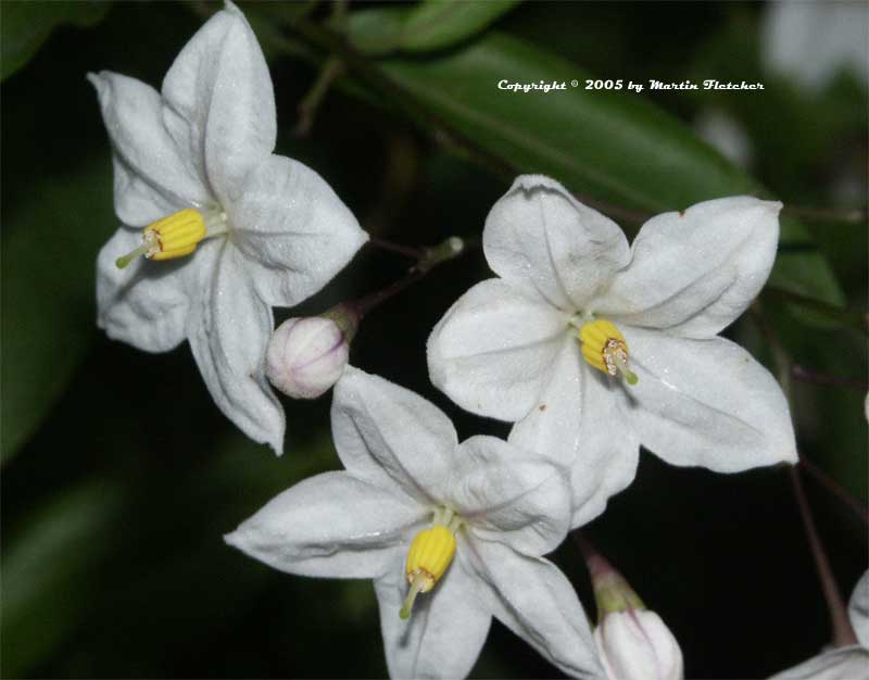 Паслен ложноперечный (Solanum pseudocapsicum) - PictureThis